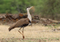 Great Indian Bustard and other Rajasthan Birding Highlights