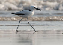 Gujarat Birds and Wildlife