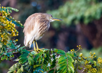 Jungle Book Birds and Tigers of Central India