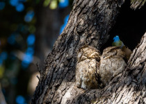 Jungle Book Birds and Tigers of Central India