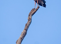 Jungle Book Birds and Tigers of Central India