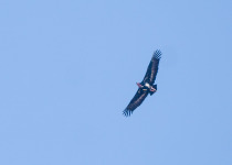 Jungle Book Birds and Tigers of Central India