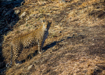 Lesser Florican & Leopard Number One!