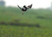 Lesser Florican & other Birds of the Monsoon
