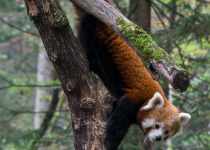Red Panda Special & Birds of North Bengal