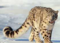 Snow Leopard Special in Ladakh