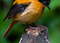 Western Ghats Endemic Birds