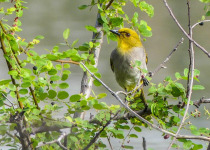 Western Ghats Endemic Birds