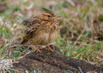 Western Ghats Endemic Birds