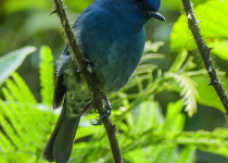 Western Ghats Endemic Birds