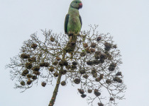Western Ghats Endemic Birds