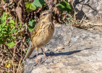 Western Ghats Endemic Birds