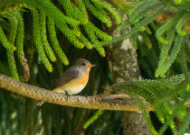Western Ghats Endemic Birds