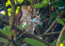 Western Ghats Endemic Birds