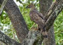 Western Ghats Endemic Birds