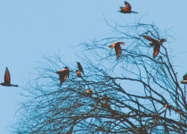 Five Eagles of Northern Spain Birding and Back-Roads Tour