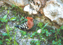 Five Eagles of Northern Spain Birding and Back-Roads Tour