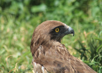 Bespoke Iberian Birding, Wildlife and Back-Roads Tour