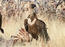 Warblers & Pachyderms, a Birding Safari with Natural History