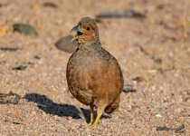 Warblers & Pachyderms, a Birding Safari with Natural History