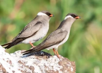 Warblers & Pachyderms, a Birding Safari with Natural History