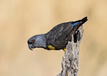 Warblers & Pachyderms, a Birding Safari with Natural History