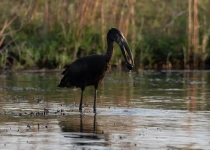 Warblers & Pachyderms, a Birding Safari with Natural History