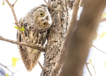 Warblers & Pachyderms, a Birding Safari with Natural History