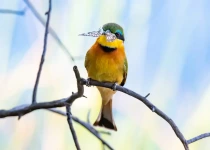 Warblers & Pachyderms, a Birding Safari with Natural History
