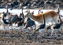 Warblers & Pachyderms, a Birding Safari with Natural History