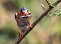 Warblers & Pachyderms, a Birding Safari with Natural History
