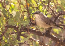 Larks & Deserts, birding the southern Namibian Biomes & Deserts