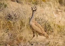 Larks & Deserts, birding the southern Namibian Biomes & Deserts
