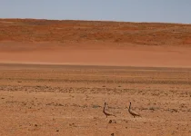 Larks & Deserts, birding the southern Namibian Biomes & Deserts
