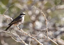 Larks & Deserts, birding the southern Namibian Biomes & Deserts