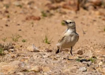 Larks & Deserts, birding the southern Namibian Biomes & Deserts