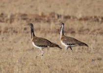 Larks & Deserts, birding the southern Namibian Biomes & Deserts