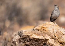 Larks & Deserts, birding the southern Namibian Biomes & Deserts