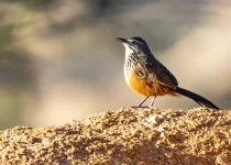 Larks & Deserts, birding the southern Namibian Biomes & Deserts