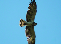 Short-toed Eagle in flight. Photo supplied by Duncan Gough.