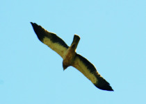 Booted Eagle in flight. Photo supplied by Duncan Gough.