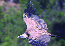 Griffon Vulture in flight. Photo supplied by Duncan Gough.