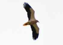 Egyptian Vulture in flight. Photo supplied by Duncan Gough.