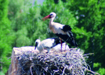 White Storks at their nest. Photo supplied by Duncan Gough.