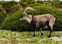 Iberian Ibex in a mountain landscape. Photo supplied by Duncan Gough.