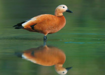 8-Day Awash, Rift Valley and Bale Mountains Birdwatching