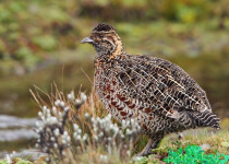 9-Day Awash, Bale Mountains and Hawassa Birdwatching