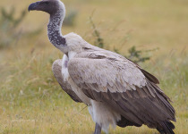 10-Day Southern Ethiopia Endemic Birdwatching Circuit