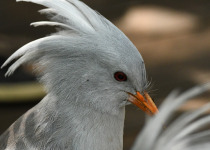 Blue River Provincial Park Private Kagu Birding Tour
