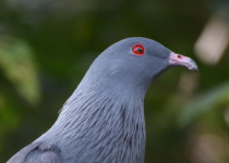 Blue River Provincial Park Private Kagu Birding Tour